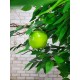 Декоративне фруктове дерево Яблуня, Мандарин