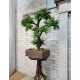 Декоративное дерево Бонсай самшит 14