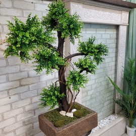 Декоративне дерево Бонсай самшит 14