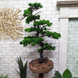 Декоративное дерево бонсай сосна №53