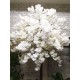 Декоративное дерево из белых цветов сакуры