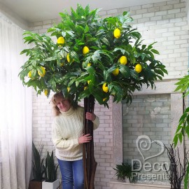 Дерево з лимонами заввишки 2.3 м, крона до 1.5 м