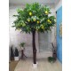 Дерево с лимонами высотой 2.3 м, крона до 1.5 м