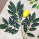 Дерево з лимонами заввишки 2.3 м, крона до 1.5 м