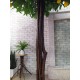 Дерево с лимонами высотой 2.3 м, крона до 1.5 м