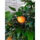 Дерево фруктовое с лимонами или мандаринами 2 метра