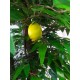 Дерево фруктове з лимонами чи мандаринами 2 метри