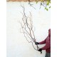 Ветки салекс крученые пушистые 1,5-2 метра