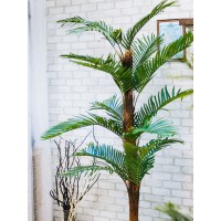 Пальма декоративна висота 1,8-2 метри
