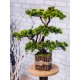 Искусственная туя №59 декоративное дерево бонсай