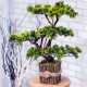 Штучна туя №59 декоративне дерево бонсай