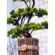 Штучна туя №59 декоративне дерево бонсай