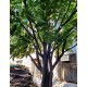 Велике декоративне дерево 4,5 метра із зеленим листям
