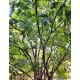 Большое декоративное дерево 4,5 метра с зелеными листьями