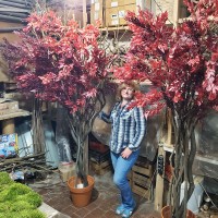 Декоративне дерево з бордовим листям