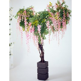 Дерево глициния розовая 2 метра
