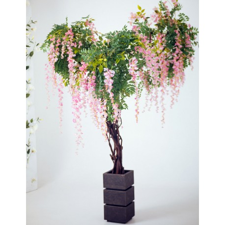 Дерево глициния розовая 2 метра