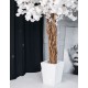 Дерево большое 2,3 метра белая сакура в вазоне
