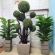 Декоративні рослини кулі самшиту у вазонах