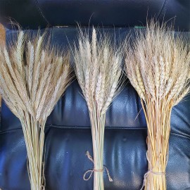 Колоски пшениці купити в Україні