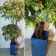 Клен подвійний штучний декоративна рослина 2м