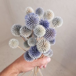 Сухоцвет натуральный мордовник на палочке