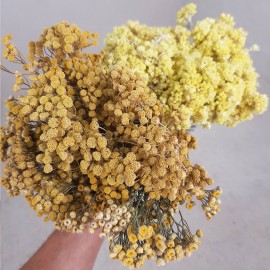 Сухоцвет пижма в букете