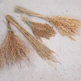 Набор полевых колосков и природных сухоцветов