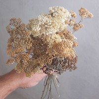 Букет сухоцвет тысячелистник светлый
