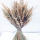Букет різних натуральних колосків, пшениця, жито, овес