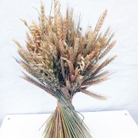 Букет разных натуральных колосков, пшеница, рожь, овес