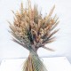 Букет разных натуральных колосков, пшеница, рожь, овес