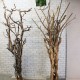 Стовбури з кручених гілок для виготовлення декоративних дерев