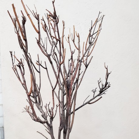 Гілки природні для декору екостиль