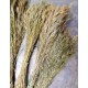 Колоски полевых трав натуральные сухие для декора