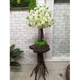 Белая сакура 74 дерево в вазоне со стабилизированным мхом