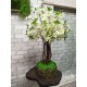 Біла сакура 74 дерево у вазоні зі стабілізованим мохом