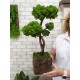Декоративный бонсай 79 дерево из стабилизированного мха