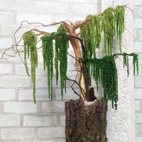 Декоративний бонсай 152 дерево зі стабілізованого зеленого амаранту