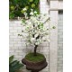 Дерево сакура 72 бонсай из искусственных белых цветов