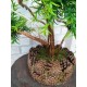 Дерево бонсай 116 у кашпо із соснових шишок