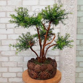 Дерево бонсай 116 у кашпо із соснових шишок