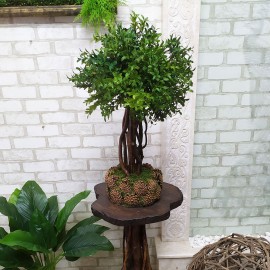 Бонсай 81 штучне настільне дерево самшит