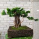Декоративное настольное дерево бонсай №3