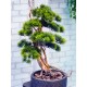 Искусственное дерево бонсай сосна 162