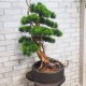 Искусственное дерево бонсай сосна 162