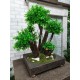 Бонсай искусственный 77 Самшит