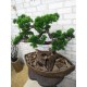 Декоративне дерево бонсай Сосна №159