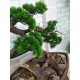 Декоративне дерево бонсай Сосна №159