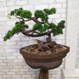 Декоративне дерево бонсай Сосна №129